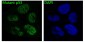 Anti-p53 TP53 Rabbit Monoclonal Antibody